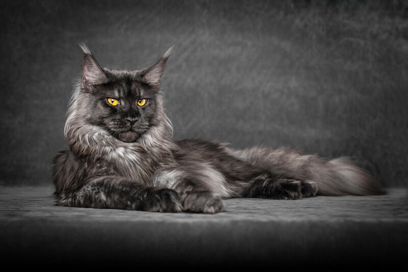 Long-haired Black Cat — Gray