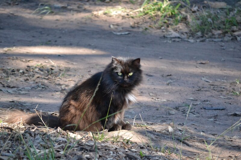 Long-haired Black Cat