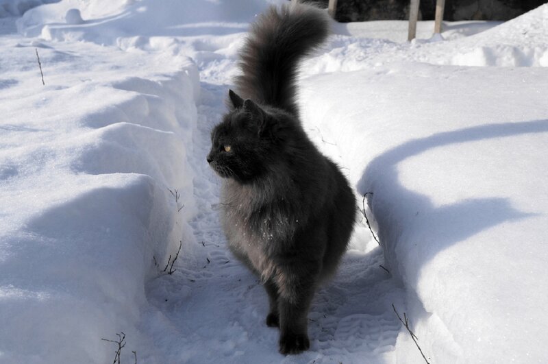 Long-haired Black Cat — White