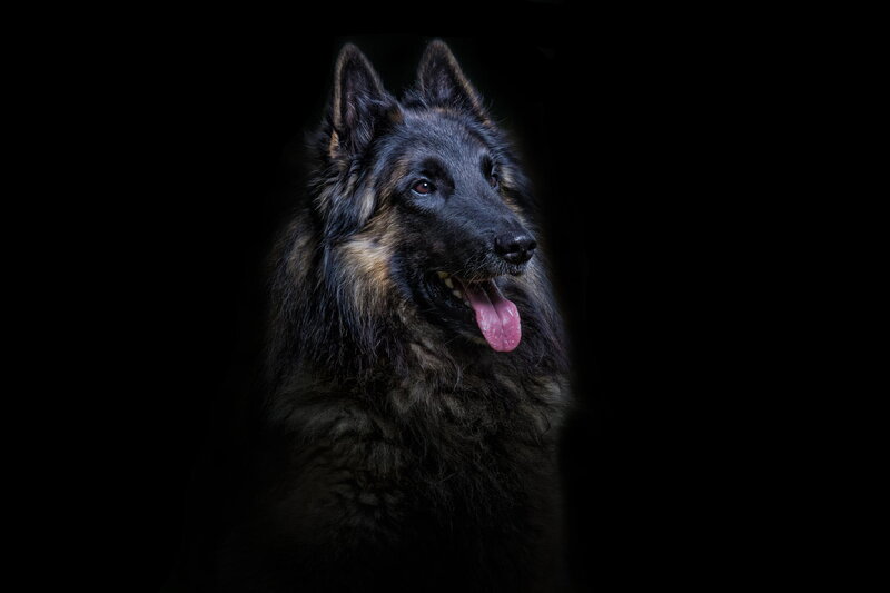 Long-haired Black Dog — Dramatic