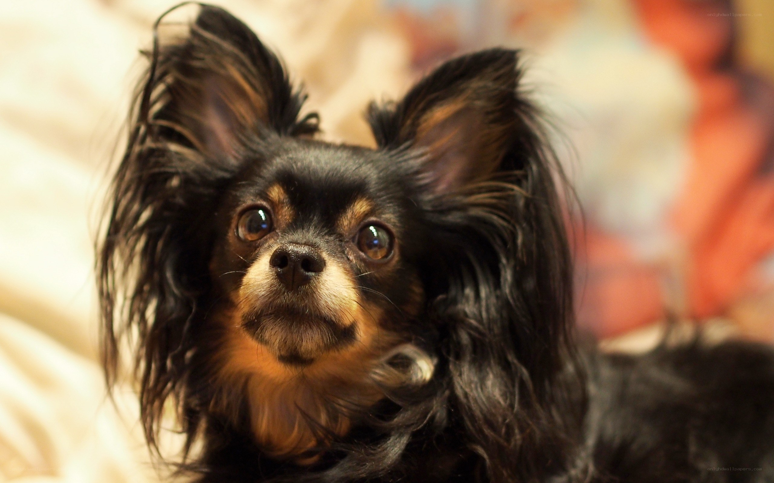 long-haired black dog
