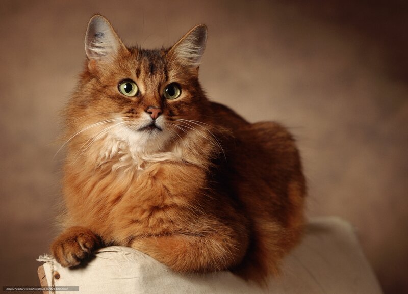 Long-haired Brown Cat — Calm, Photograph, Pillow
