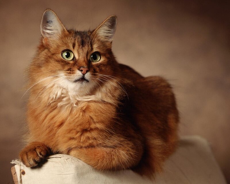 Long-haired Brown Cat — Calm, Photograph