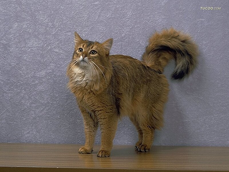 Long-haired Brown Cat — Neutral
