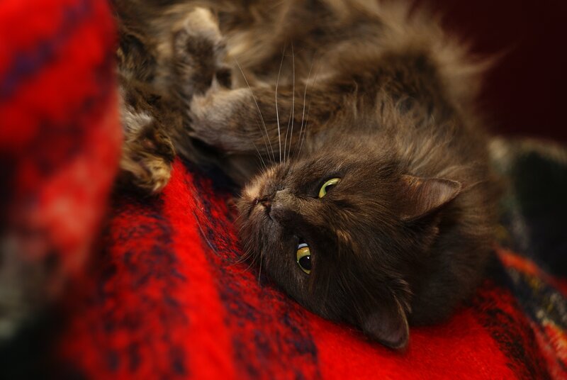Long-haired Brown Cat — Red, Calm