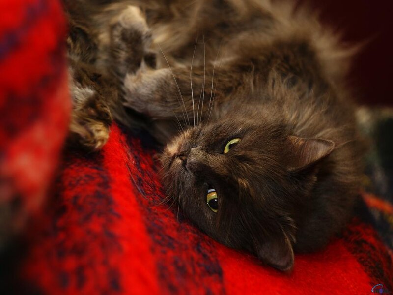 Long-haired Brown Cat — Red