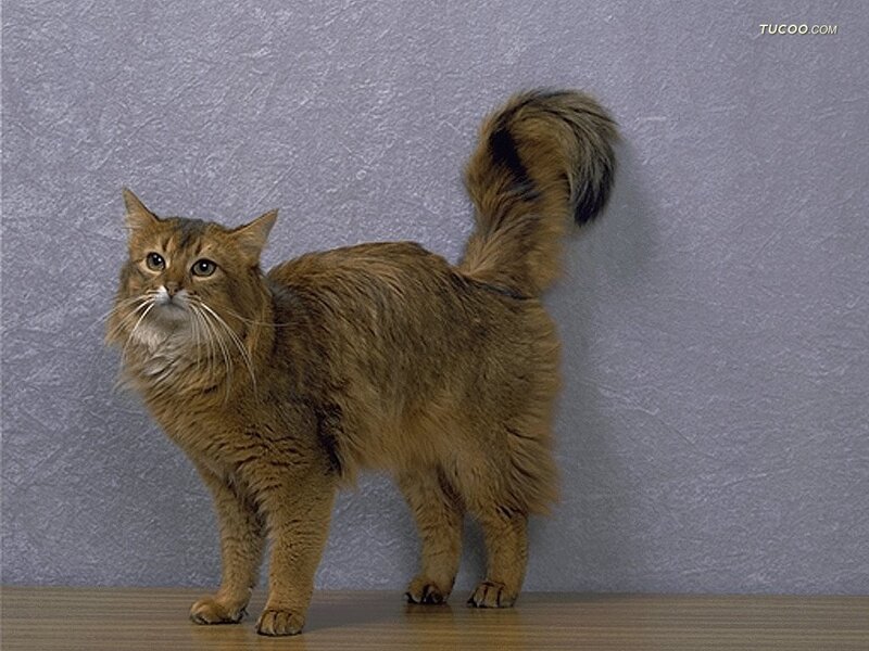Long-haired Brown Cat