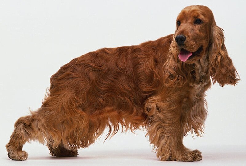 Long-haired Brown Cocker Spaniel