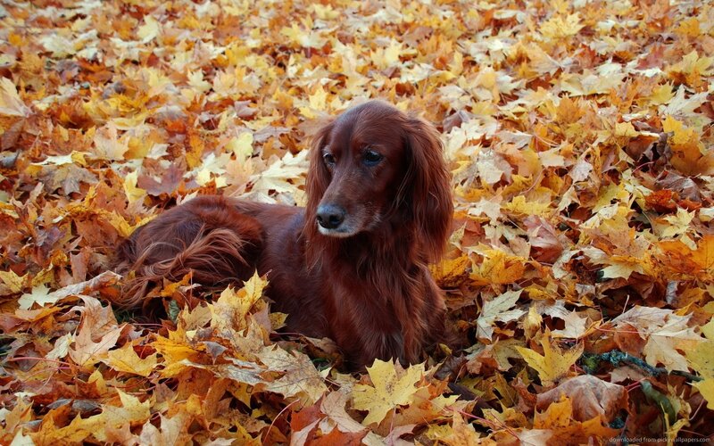 Long-haired Brown Dog — Calm, Autumn