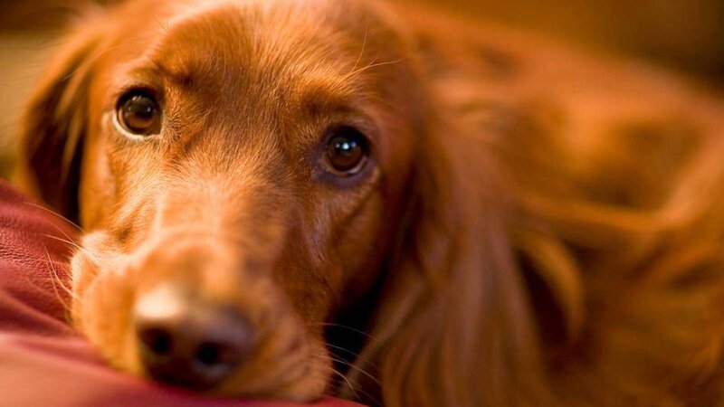 Long-haired Brown Dog — Calm, Photograph, Pillow