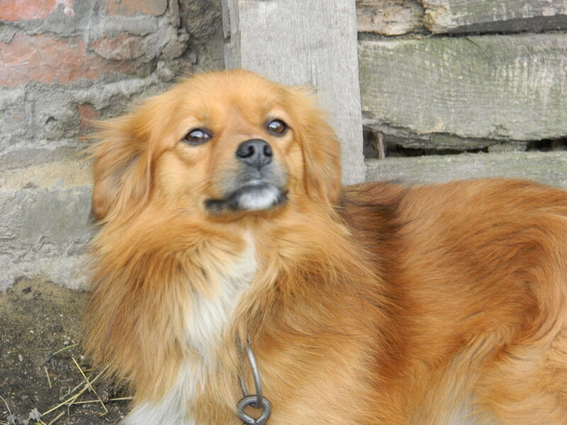 Long-haired Brown Dog — Calm, Photograph