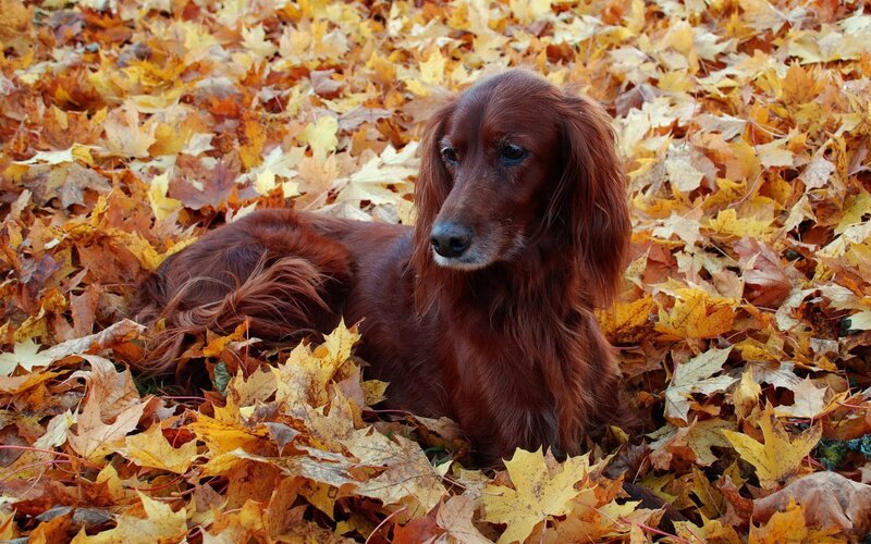 Long-haired Brown Dog — Calm