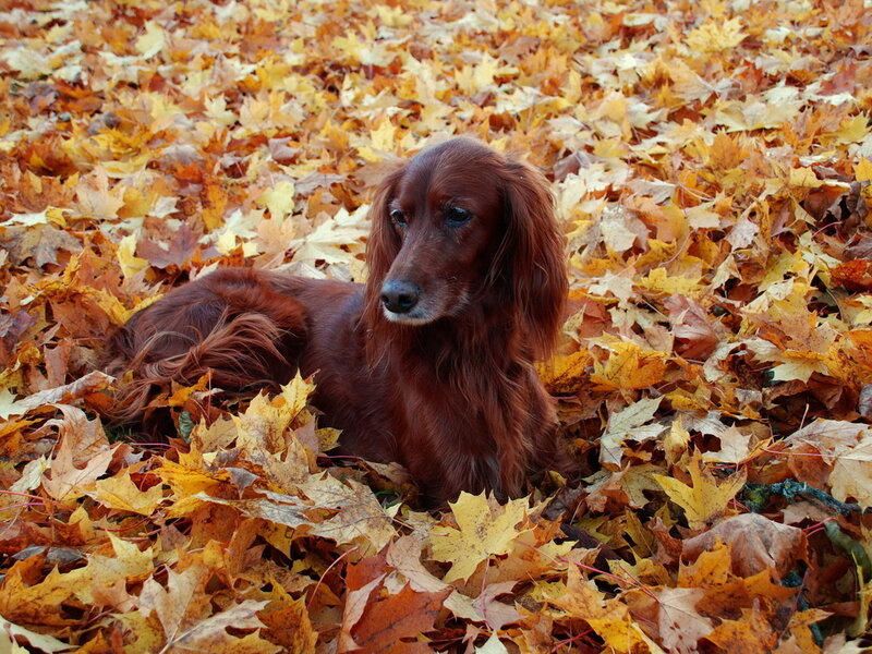 Long-haired Brown Dog