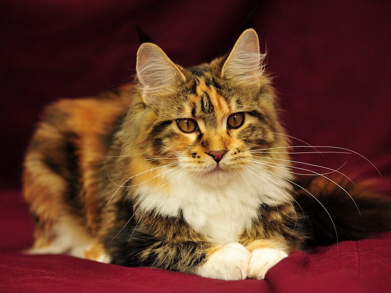 Long-haired Calico Cat