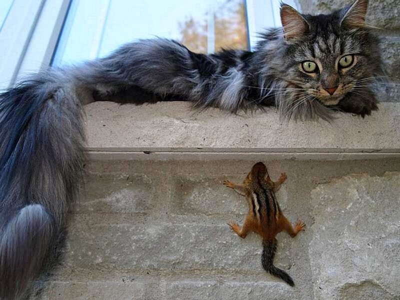 Long-haired Cat and Chipmunk