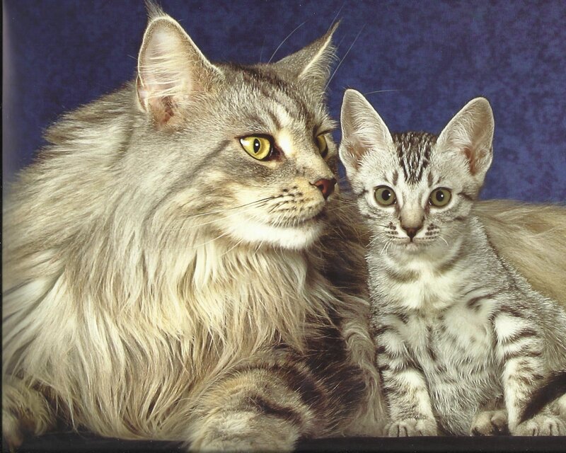 Long-haired Cat and Kitten — Gray, Calm, Photograph