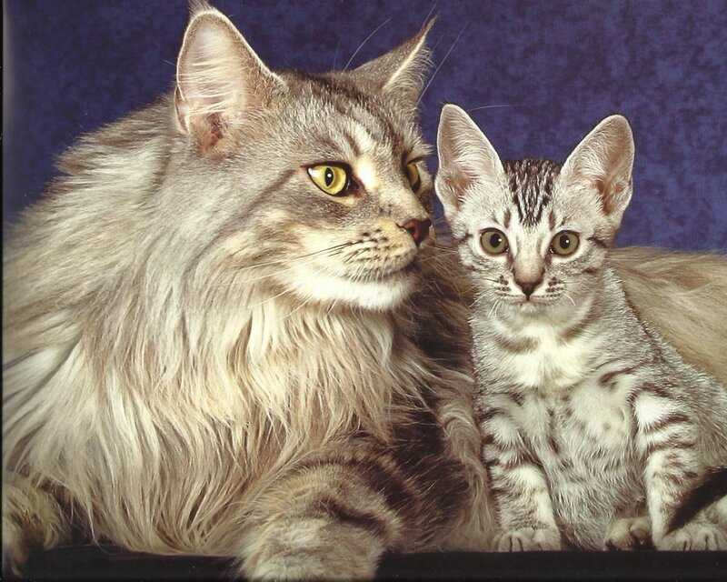 Long-haired Cat and Kitten — Gray, Calm