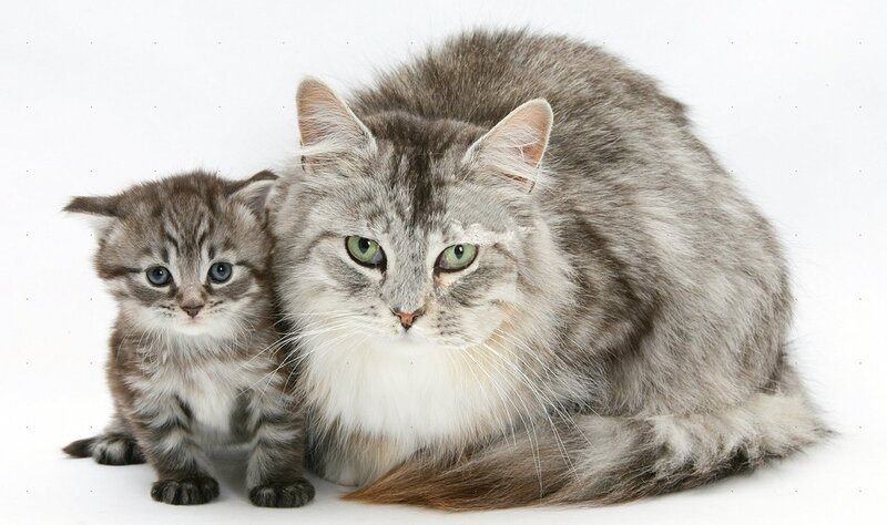 Long-haired Cat and Kitten — Gray