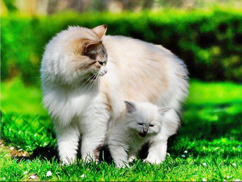 Long-haired Cat and Kitten