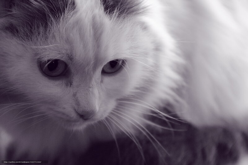 Long-haired Cat — Black