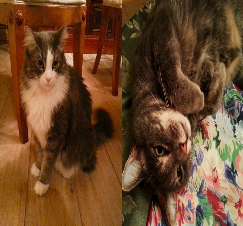 Long-haired Cat — Brown, Calm, Night