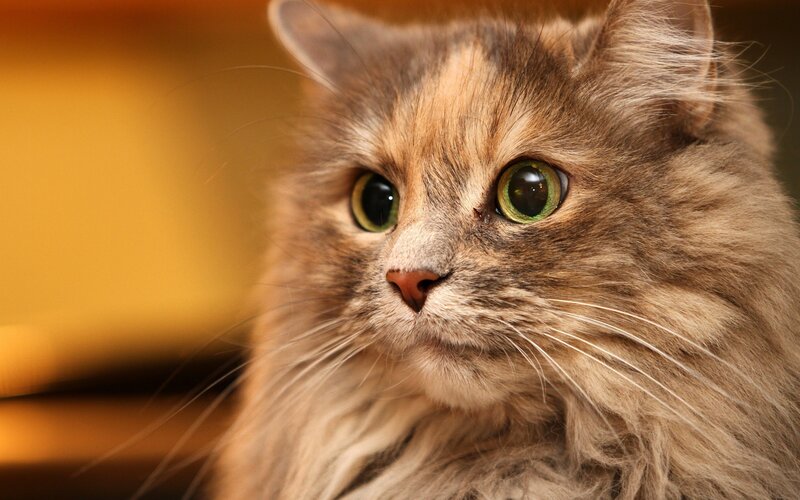 Long-haired Cat — Brown, Calm, Photograph, Eyes