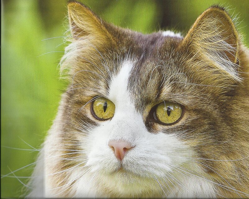 Long-haired Cat — Brown, Calm, Photograph, Green Background