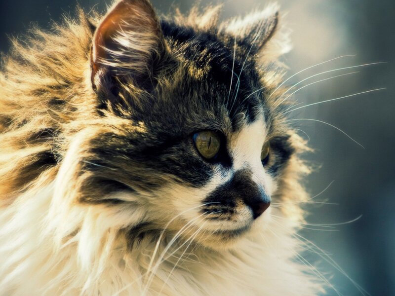 Long-haired Cat — Brown