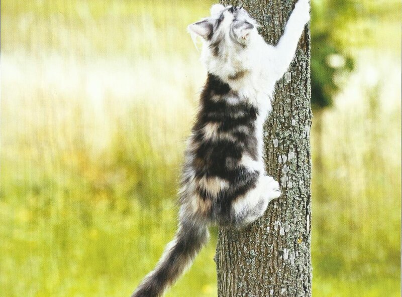 Long-haired Cat Climbing Tree