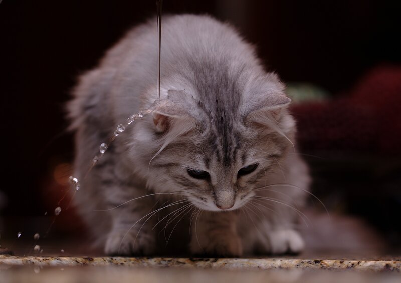 Long-haired Cat Drinking — Gray