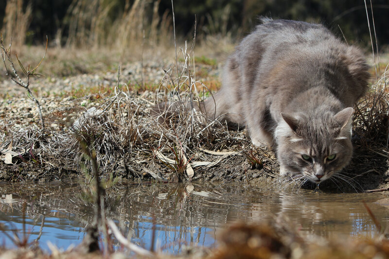 Long-haired Cat Drinking