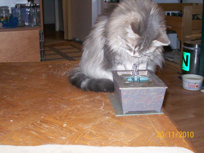 Long-haired Cat Drinking Water