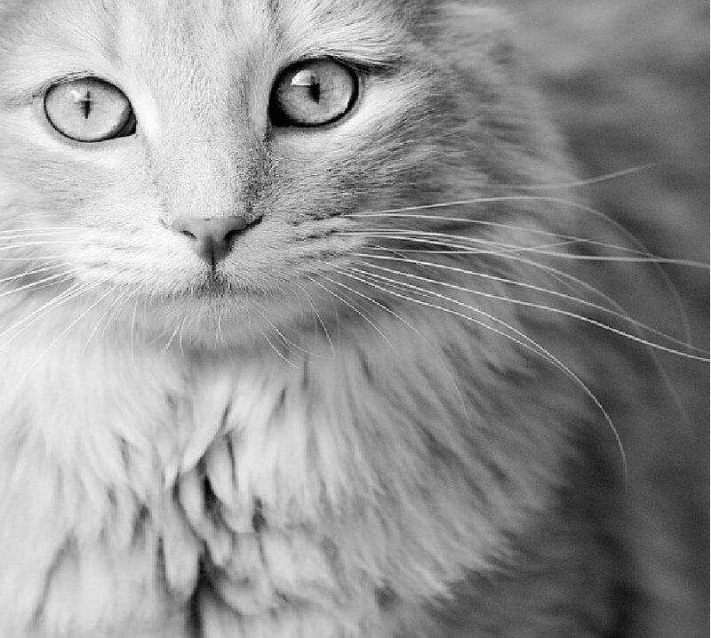 Long-haired Cat Face — Black