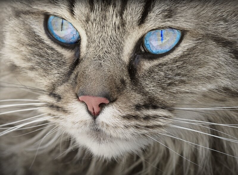 Long-haired Cat Face — Gray