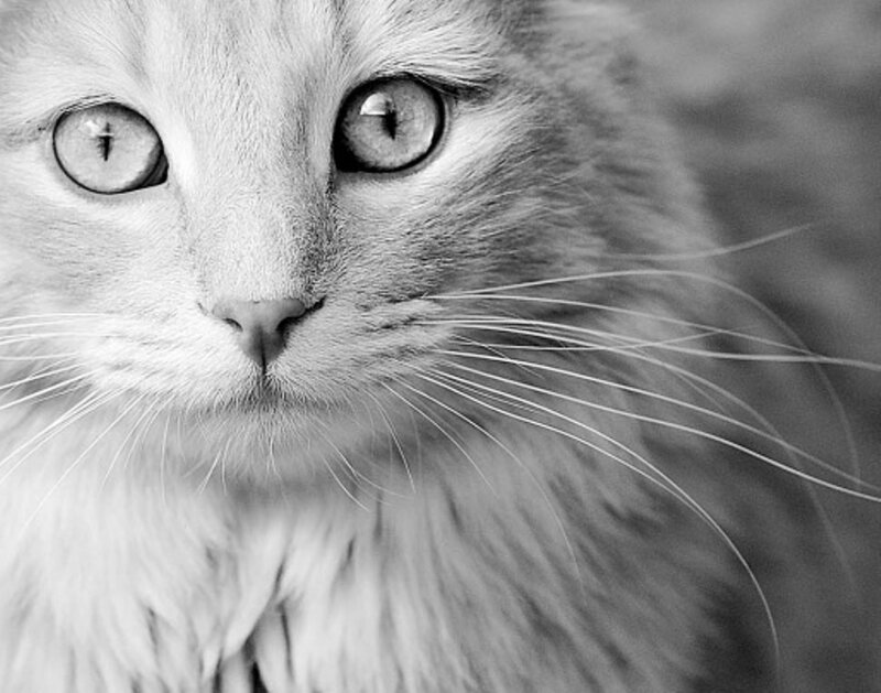 Long-haired Cat Face