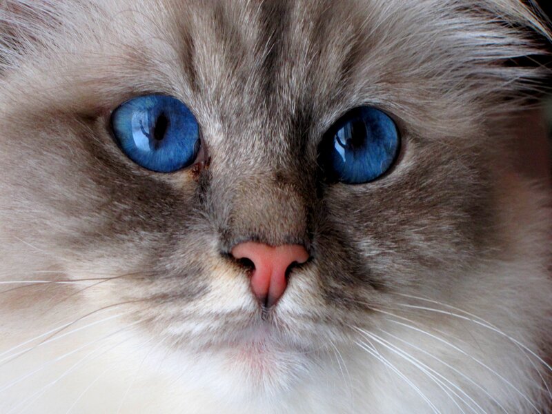 Long-haired Cat Face — White, Calm