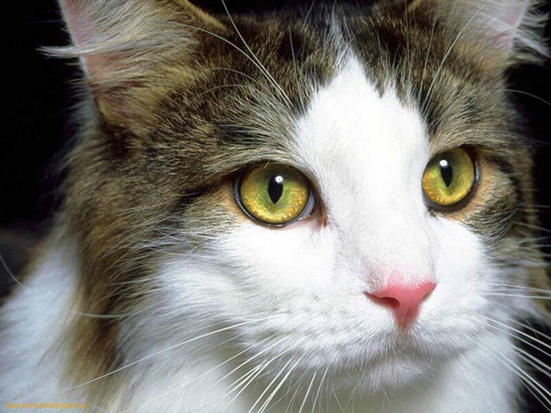 Long-haired Cat Face — White