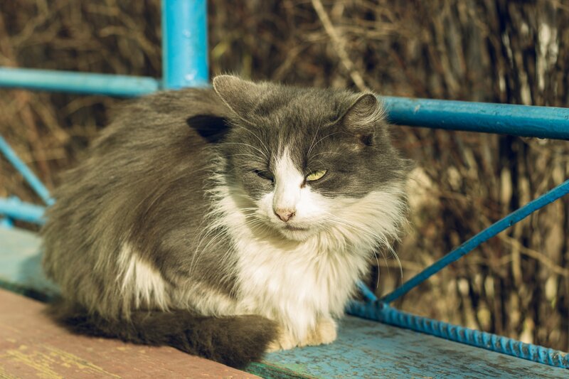 Long-haired Cat — Gray, Calm, Afternoon, Photograph