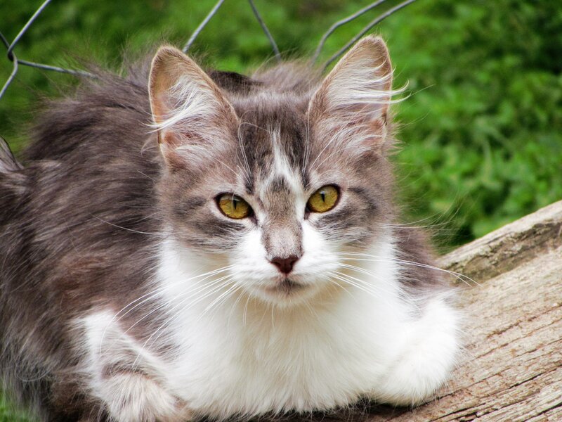 Long-haired Cat — Gray, Calm, Afternoon