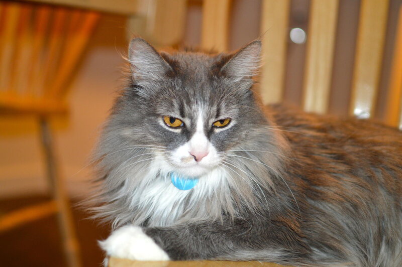 Long-haired Cat — Gray, Calm, Photograph, Chair