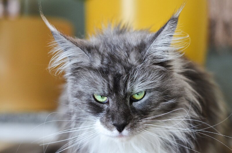 Long-haired Cat — Gray, Calm, Photograph