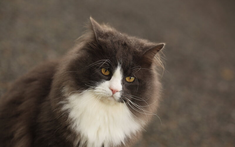 Long-haired Cat — Gray, Calm, Photograph, Whiskers
