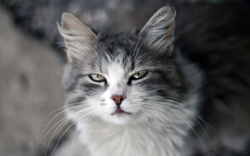 Long-haired Cat — Gray, Calm