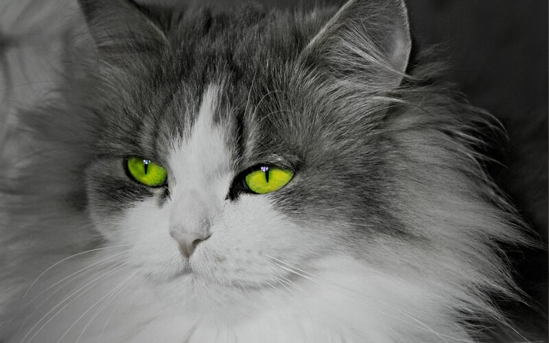 Long-haired Cat — Gray, Intense