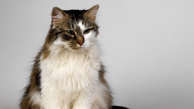 Long-haired Cat — Gray, Neutral