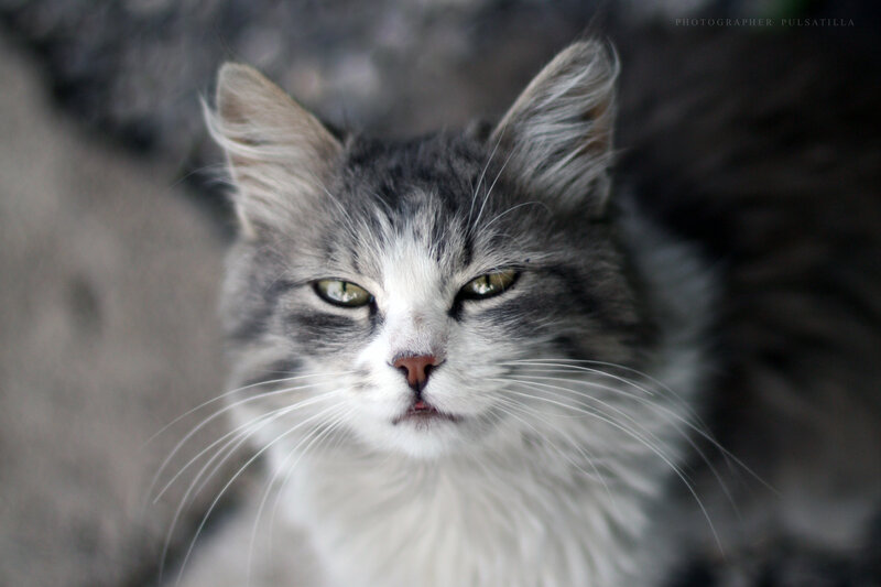 Long-haired Cat — Gray