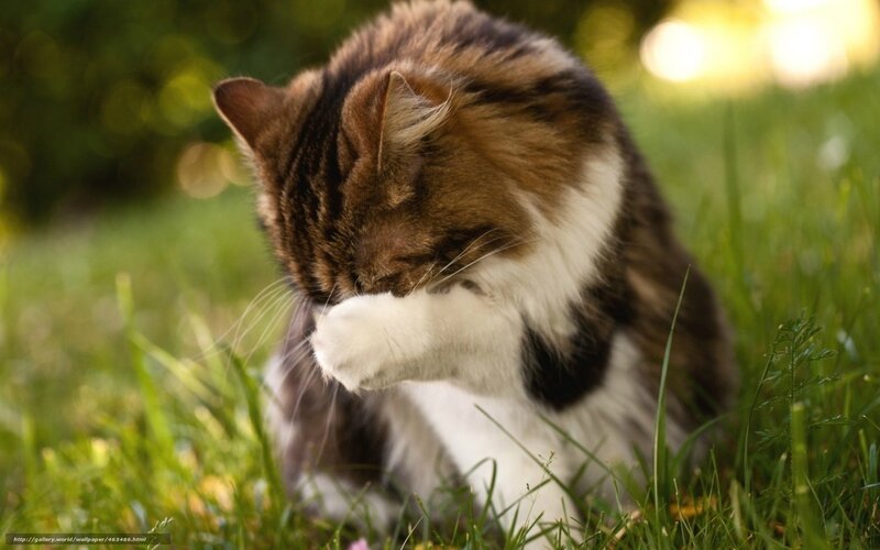 Long-haired Cat Grooming — Green, Calm