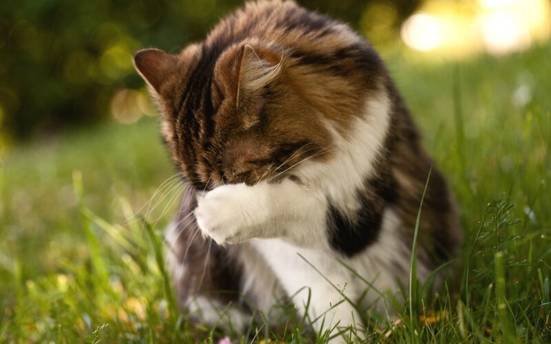 Long-haired Cat Grooming — Green