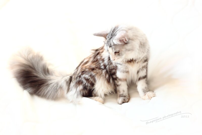 Long-haired Cat Grooming