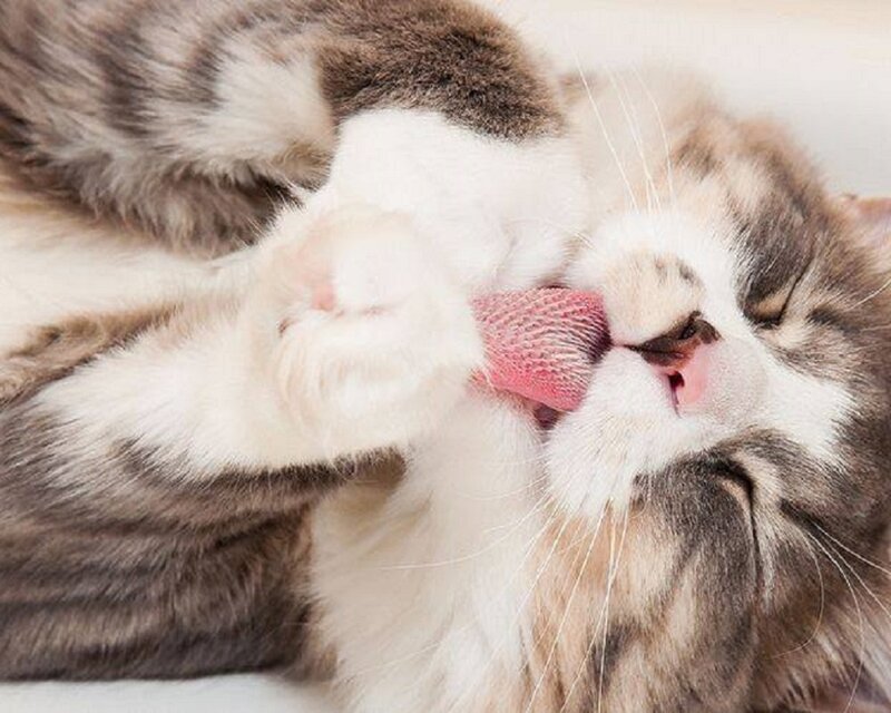 Long-haired Cat Grooming — White
